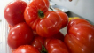 Popis odrůdy rajčat vova putin a její vlastnosti