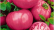 Popis odrůdy rajčat star of the east a její vlastnosti