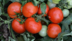 Popis odrůdy rajčat impala a jejich vlastnosti