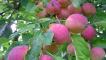 Popis odrůd a odrůd čínských jabloní, pravidla výsadby a péče, pěstitelské oblasti