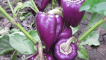 Popis odrůd pepře big papa, star of the east, purple bell, blot, purple