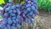 Popis hroznů paměťové odrůdy negrulya a charakteristika, historie a pěstování