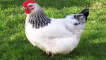 Popisy 15 nejlepších masných plemen kuřat pro domácí chov