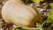 Vlastnosti butternut butternut tykev