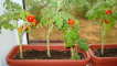 Funkce pěstování cherry rajčat na parapetu doma