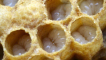 Včelí larva: vlastnosti, vývoj a péče