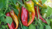 Kakadu pepř - hlavní charakteristiky hybridu a pravidla pěstování