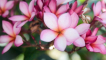 Plumeria - rysy havajské péče o květiny
