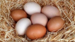 Proč jsou slepičí vejce bílá a hnědá, co určuje barvu