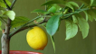 Proč citron nekvete a nenese ovoce a co dělat