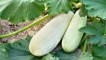 Proč cukety rostou špatně a žloutnou na otevřeném poli, co dělat, léčba