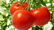 Výběr nejlepších odrůd rajčat pro severozápadní region
