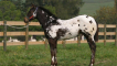 Plemeno koně appaloosa (appaloosa) - rysy charakteru, vzhledu a obsahu