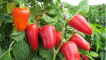 Výsadba a péče o sazenice pepře na uralu ve skleníku a na otevřeném poli