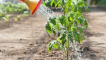 Pravidla pro krmení sazenic rajčat jódem