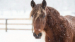 Známky mrznoucího koně a jak ho udržet v teple