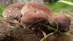 Shiitake: charakteristika houby a způsoby pěstování