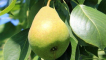 Odrůda hrušek báječná: vlastnosti a vlastnosti pěstování