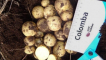Odrůda brambor colombo: vlastnosti pěstování a péče