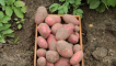 Odrůda brambor červená šarlat: vlastnosti pěstování