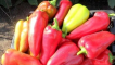Odrůda pepře dárek z moldavska: popis a tipy pro pěstování
