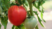 Odrůda rajčat fatima
