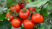 Odrůda rajčat spasskaya věž