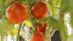Odrůdová charakteristika rajčatové lyrice