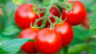 Odrůda rajčat pinocchio