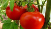 Nejlepší nejlepší odrůdy rajčat pro území krasnodar v otevřeném terénu