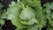 Vše o pěstování ledového salátu: od sázení semen až po sklizeň