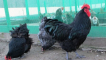 Chov dresových obřích kuřat na dvorku