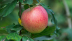 Pěstování jabloně zhigulevskoe