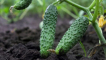 Pěstování okurky vyatich