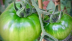 Pěstování rajčat yusupovsky