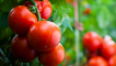 Pěstování rajčete větrné růže