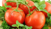 Pěstování rajčat sunrise