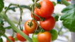 Pěstování rajčete verlioka
