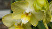 Žluté orchideje - popis odrůd