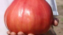 10 Odrůdy a hybridy velkoplodých rekordních rajčat