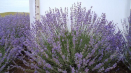 20 Nejlepších odrůd a druhů levandule s popisy a charakteristikami
