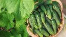 4 Nejlepší recepty na nakládání okurek slunečnicovým olejem