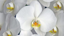 Bílé odrůdy orchidejí - popis a pravidla výsadby