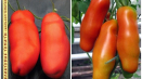 Charakteristika a popis odrůdy rajčat auria (mužská důstojnost), její výnos