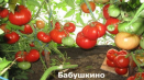 Charakteristika a popis babiččiny odrůdy rajčat, její výnos