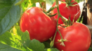 Charakteristika a popis odrůdy rajčat hovězí maso, jeho výtěžnost
