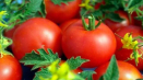 Charakteristika a popis debutu odrůdy rajčat, její výnos