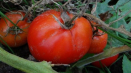 Charakteristika a popis odrůdy rajčete canopus, výnos