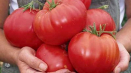 Charakteristika a popis odrůdy sibiřského zázračného rajčat, její výnos