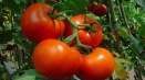 Charakteristika a popis odrůdy rajčat skythian